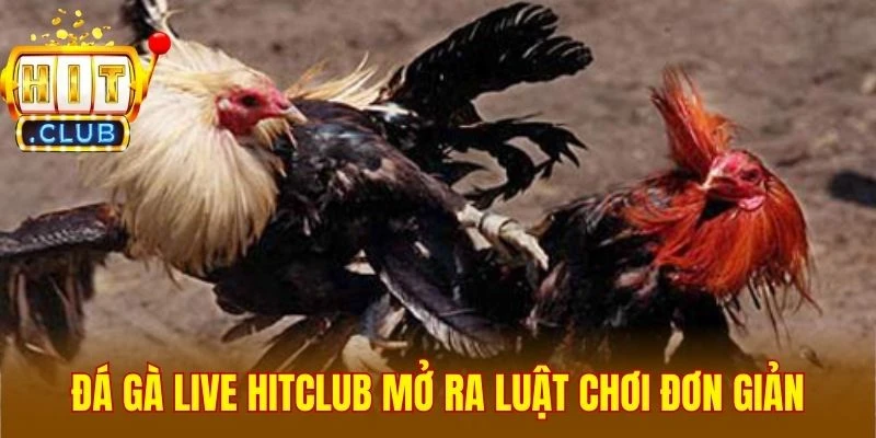 Đá gà live Hitclub mở ra luật chơi đơn giản