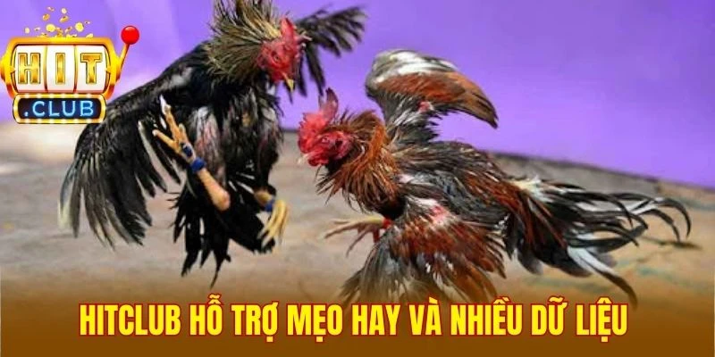 Hitclub hỗ trợ mẹo hay và nhiều dữ liệu 